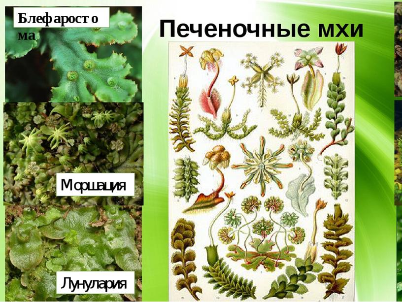 Презентация Проект Моховидные Новосибирской области