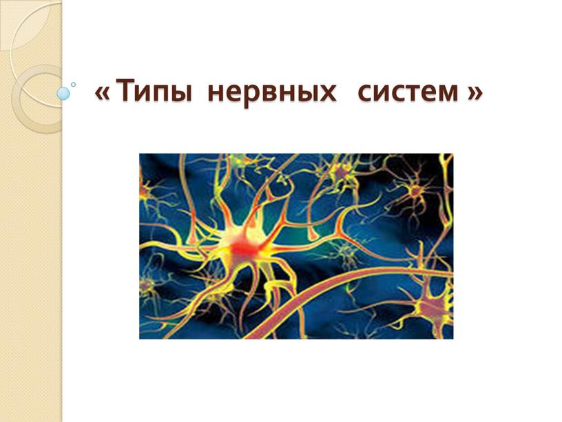 « Типы нервных систем »