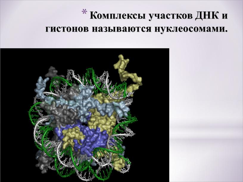 Комплексы участков ДНК и гистонов называются нуклеосомами