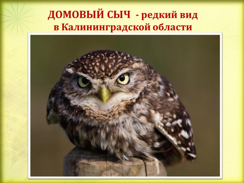 ДОМОВЫЙ СЫЧ - редкий вид в Калининградской области