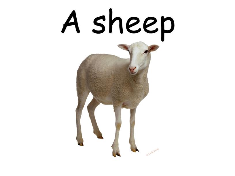 A sheep