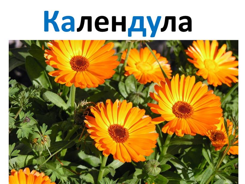 Календула