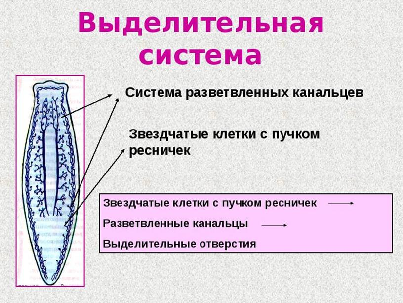 Типы Червей.