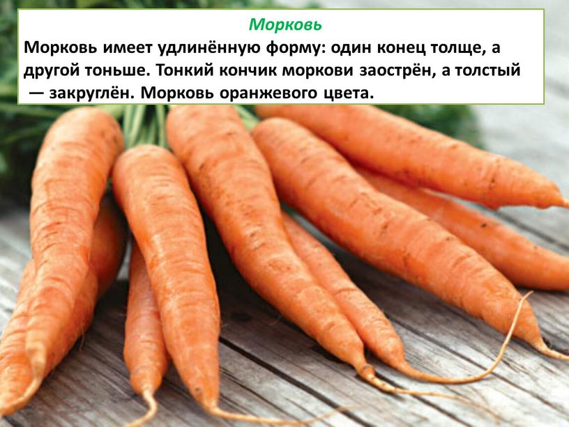 Морковь Морковь имеет удлинённую форму: один конец толще, а другой тоньше