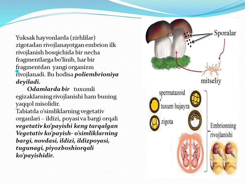 Yuksak hayvonlarda (zirhlilar) zigotadan rivojlanayotgan embrion ilk rivojlanish bosqichida bir necha fragmentlarga bo‘linib, har bir fragmentdan yangi organizm rivojlanadi