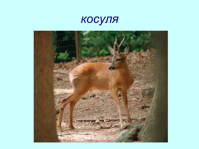 косуля