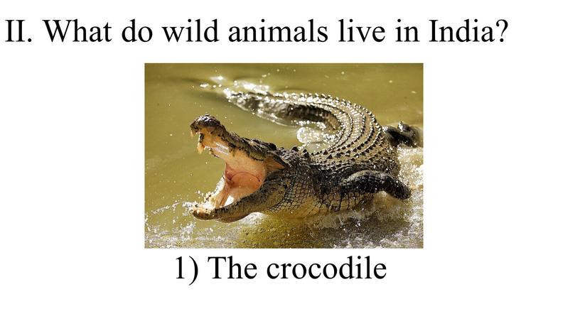 II. What do wild animals live in