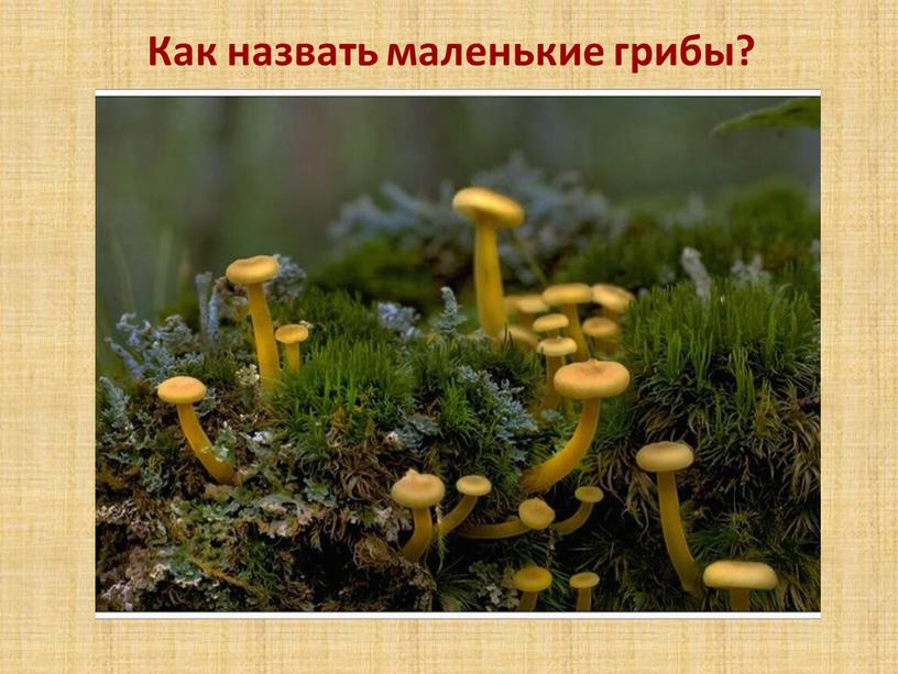 Как назвать маленькие грибы?