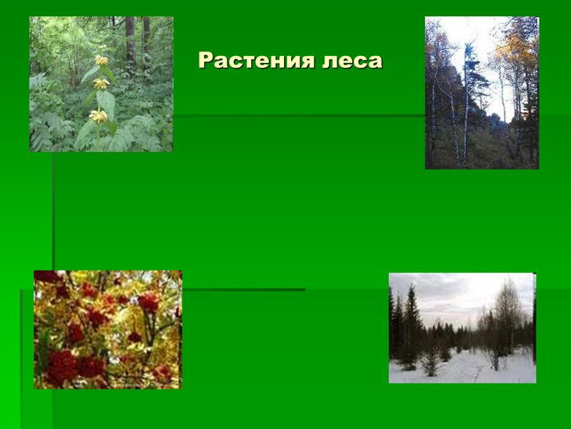 Растения леса