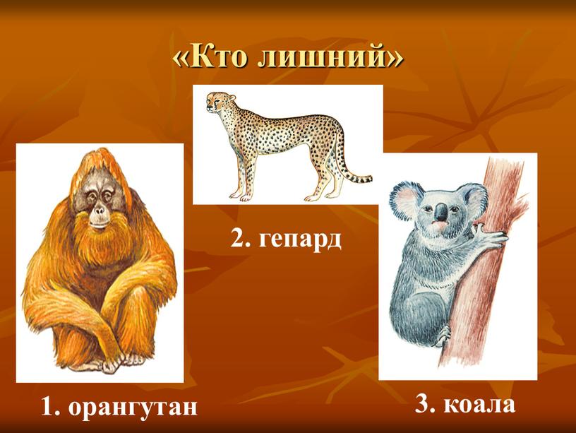 Кто лишний» 3. коала 2. гепард 1