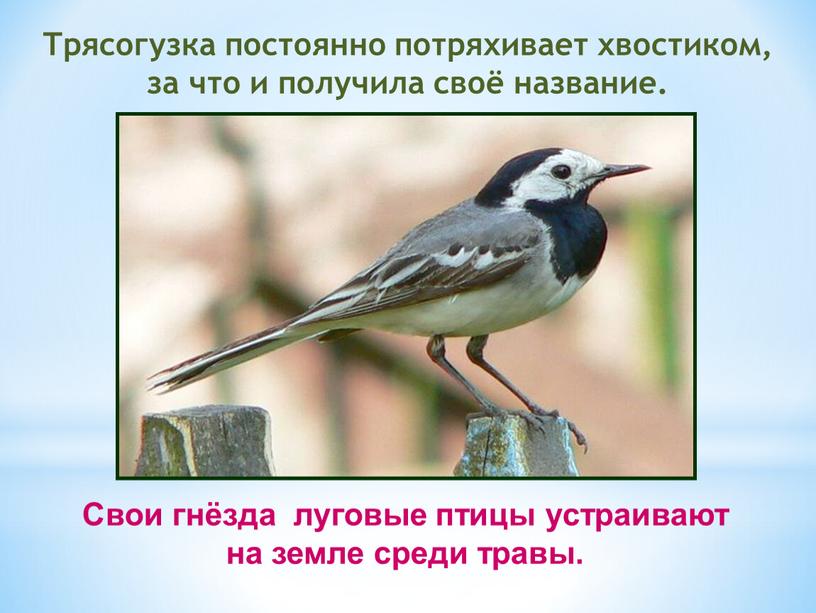 Трясогузка постоянно потряхивает хвостиком, за что и получила своё название