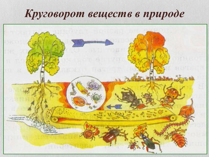 Круговорот веществ в природе