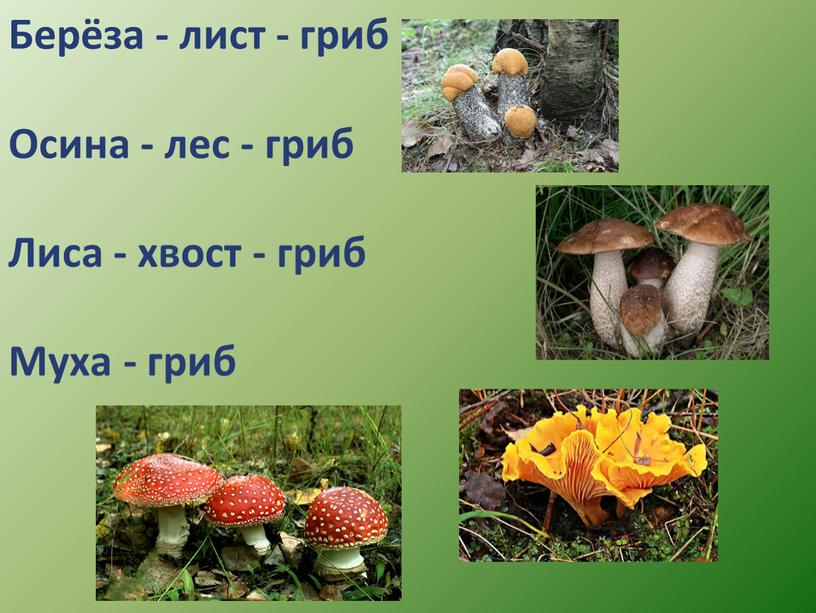 Берёза - лист - гриб Осина - лес - гриб