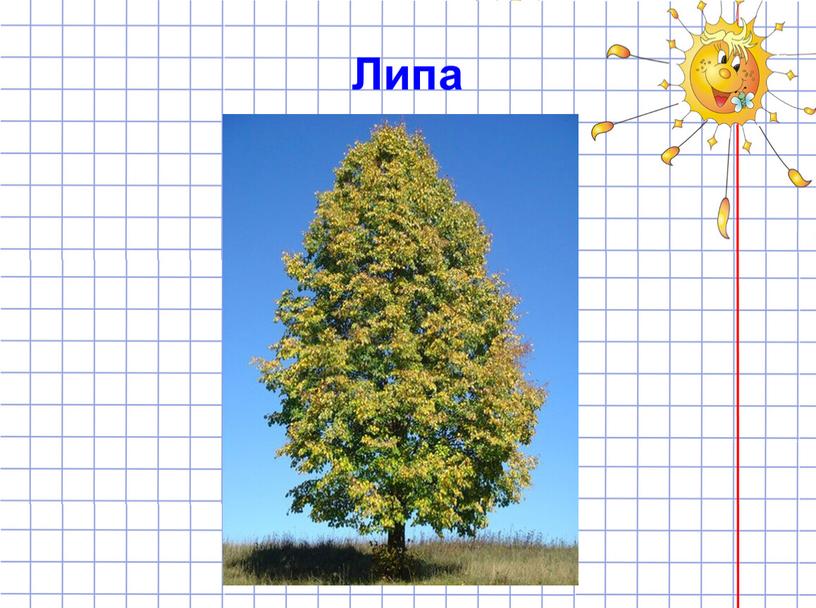 Липа