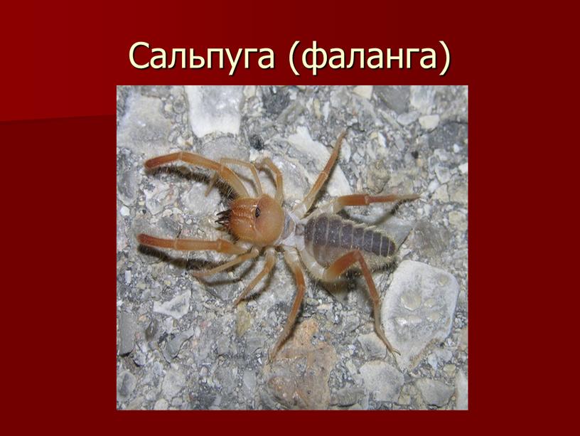 Сальпуга (фаланга)