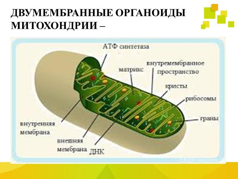 ДВУМЕМБРАННЫЕ ОРГАНОИДЫ МИТОХОНДРИИ –