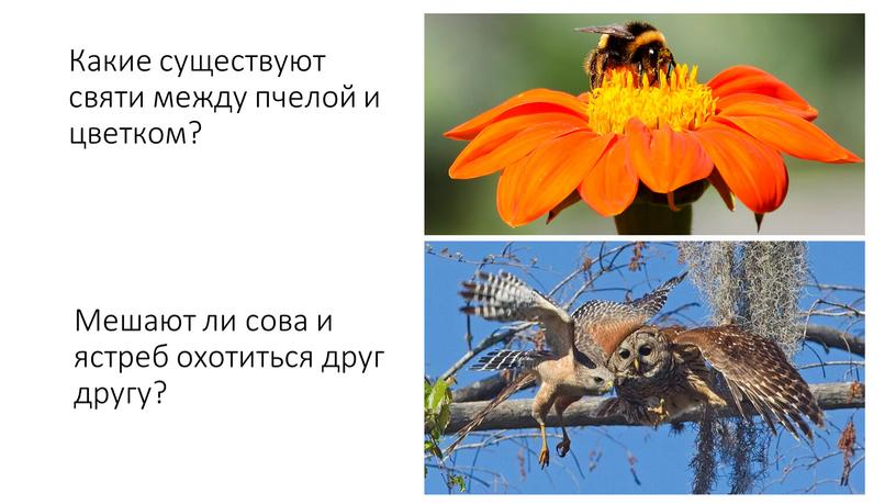 Какие существуют святи между пчелой и цветком?