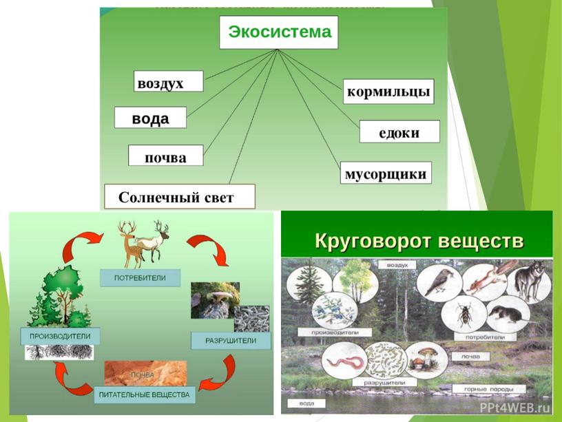 Солнечный свет