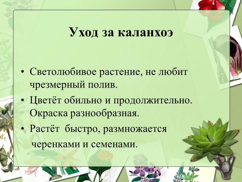 Уход за каланхоэ Светолюбивое растение, не любит чрезмерный полив