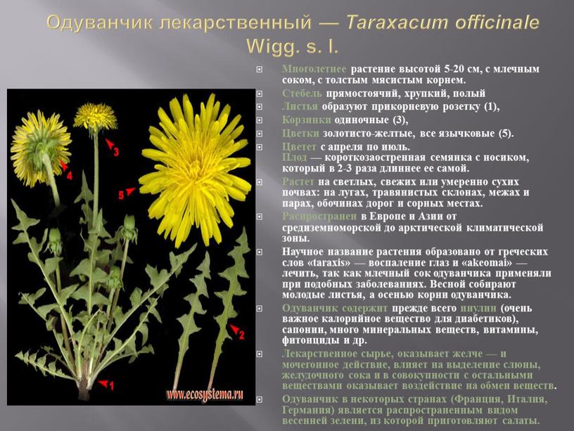 Одуванчик лекарственный — Taraxacum officinale