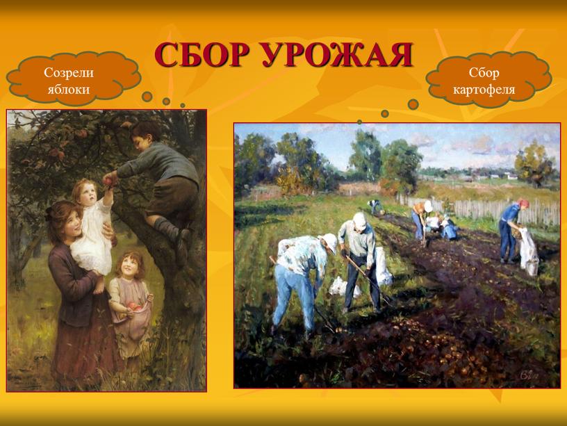 СБОР УРОЖАЯ Созрели яблоки Сбор картофеля