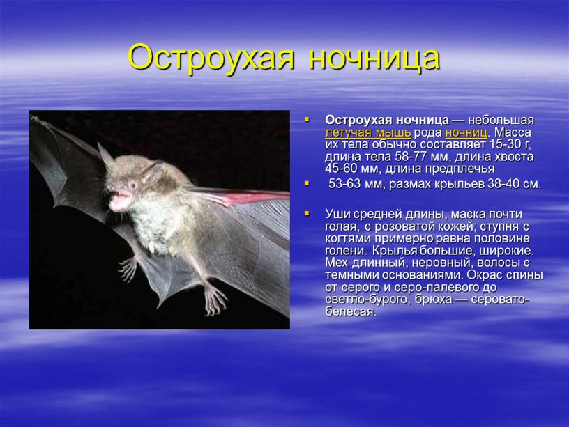 Остроухая ночница Остроухая ночница — небольшая летучая мышь рода ночниц