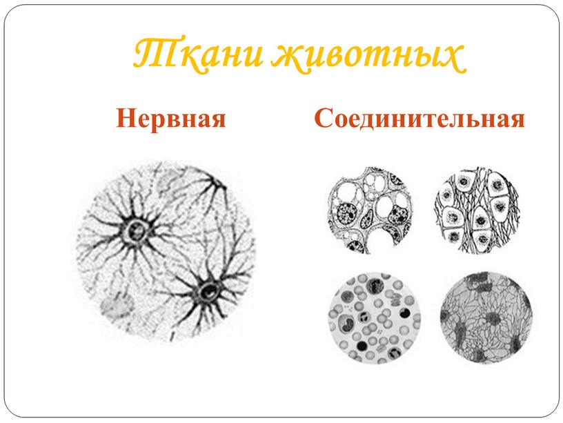 Ткани животных Нервная Соединительная