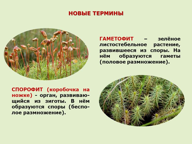 НОВЫЕ ТЕРМИНЫ СПОРОФИТ (коробочка на ножке) - орган, развиваю-щийся из зиготы