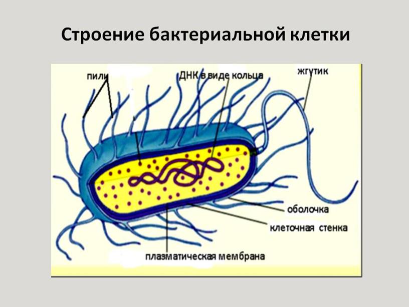 Строение бактериальной клетки