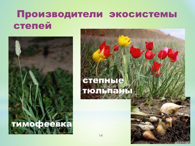 Производители экосистемы степей тимофеевка степные тюльпаны 14