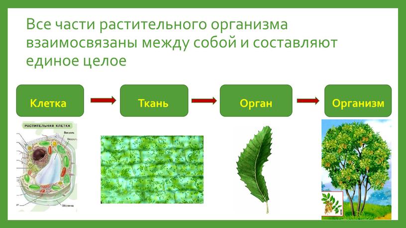 Все части растительного организма взаимосвязаны между собой и составляют единое целое