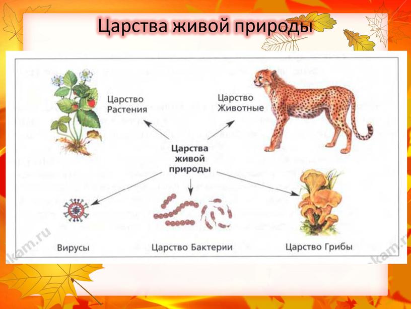 Царства живой природы