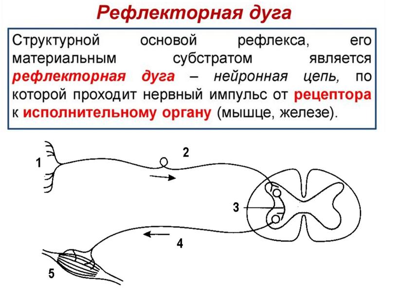 Нервная система