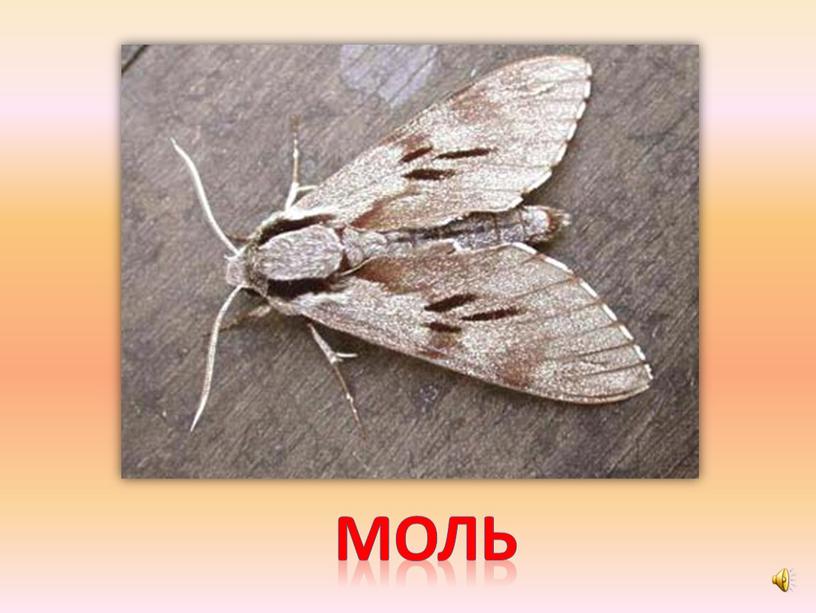 моль