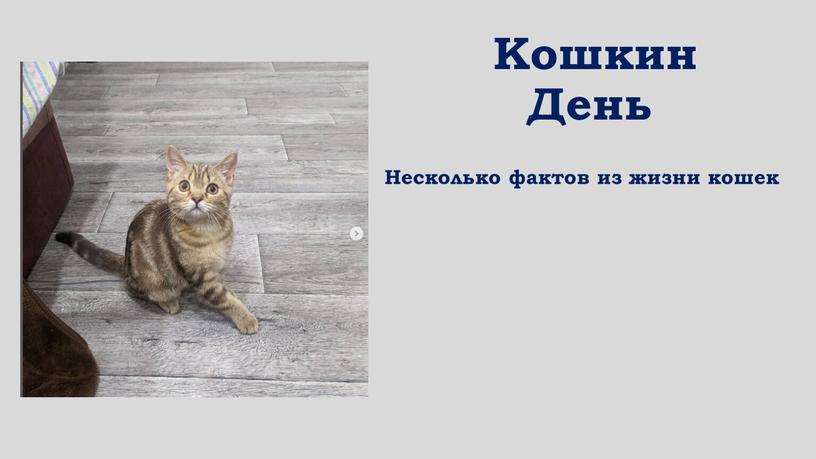 Кошкин День Несколько фактов из жизни кошек