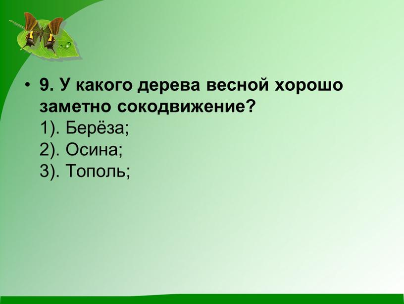 У какого дерева весной хорошо заметно сокодвижение? 1)