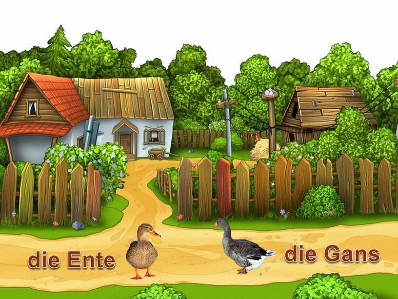 die Gans die Ente