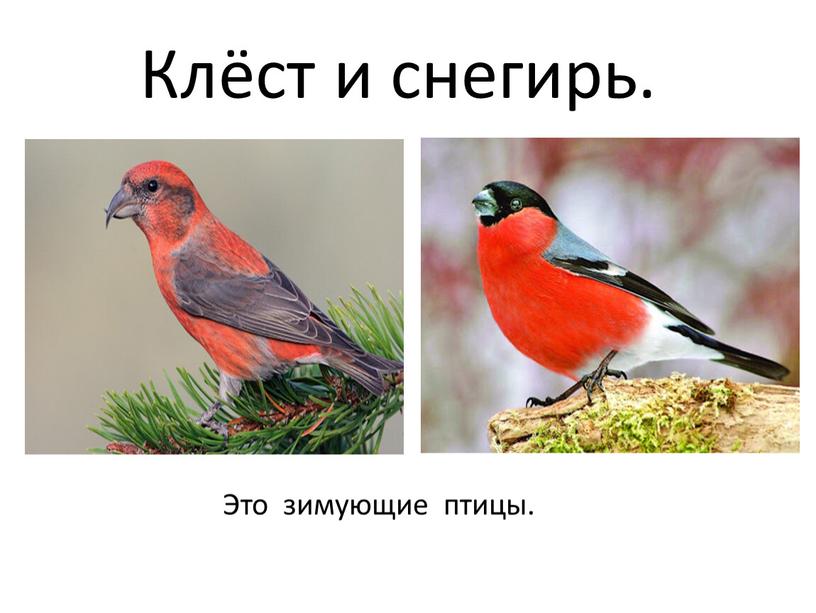 Клёст и снегирь. Это зимующие птицы