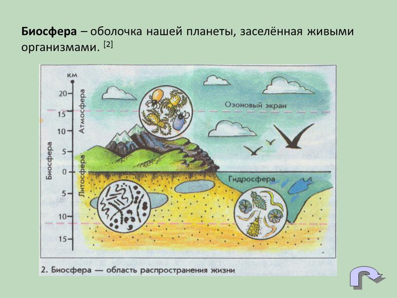 Биосфера – оболочка нашей планеты, заселённая живыми организмами