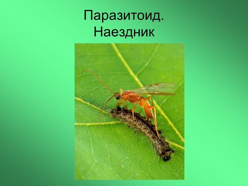 Паразитоид. Наездник