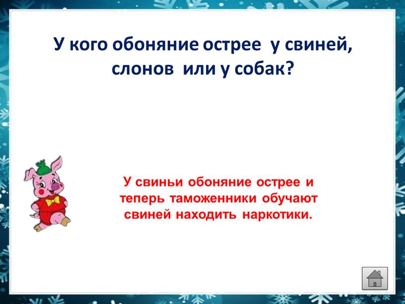 У кого обоняние острее у свиней, слонов или у собак?