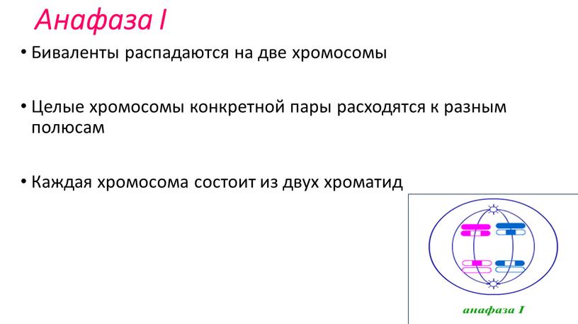 Анафаза I Биваленты распадаются на две хромосомы