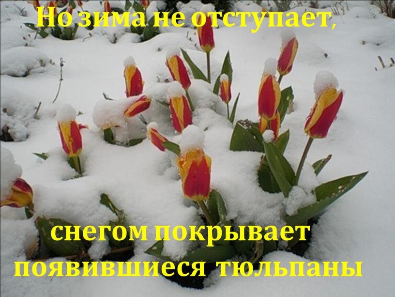 Но зима не отступает, снегом покрывает появившиеся тюльпаны