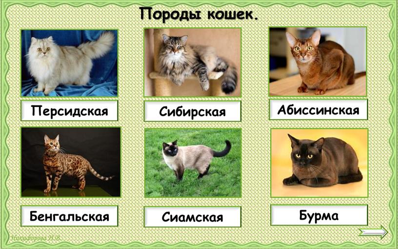 Породы кошек. Персидская Сибирская