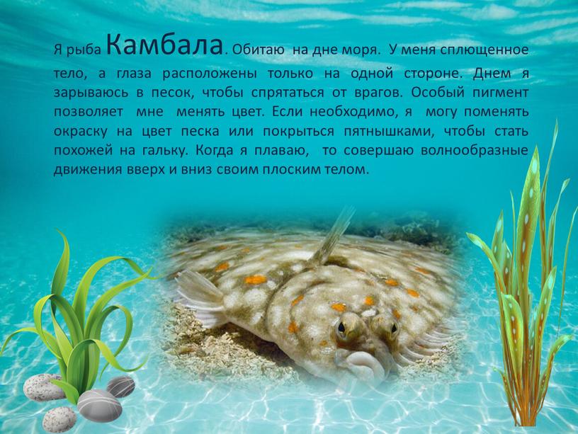 Я рыба Камбала. Обитаю на дне моря