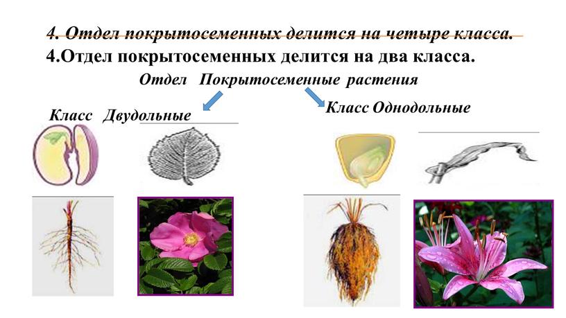 Отдел покрытосеменных делится на четыре класса