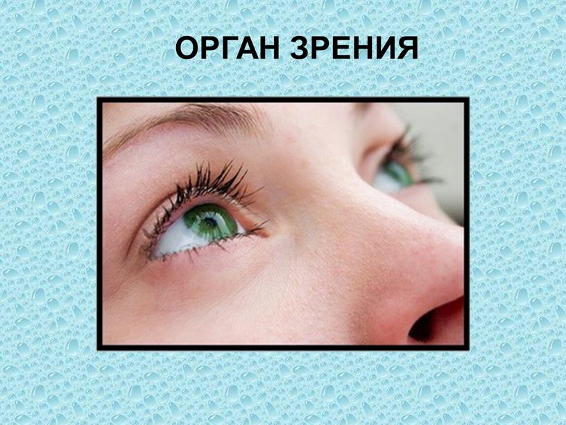 ОРГАН ЗРЕНИЯ