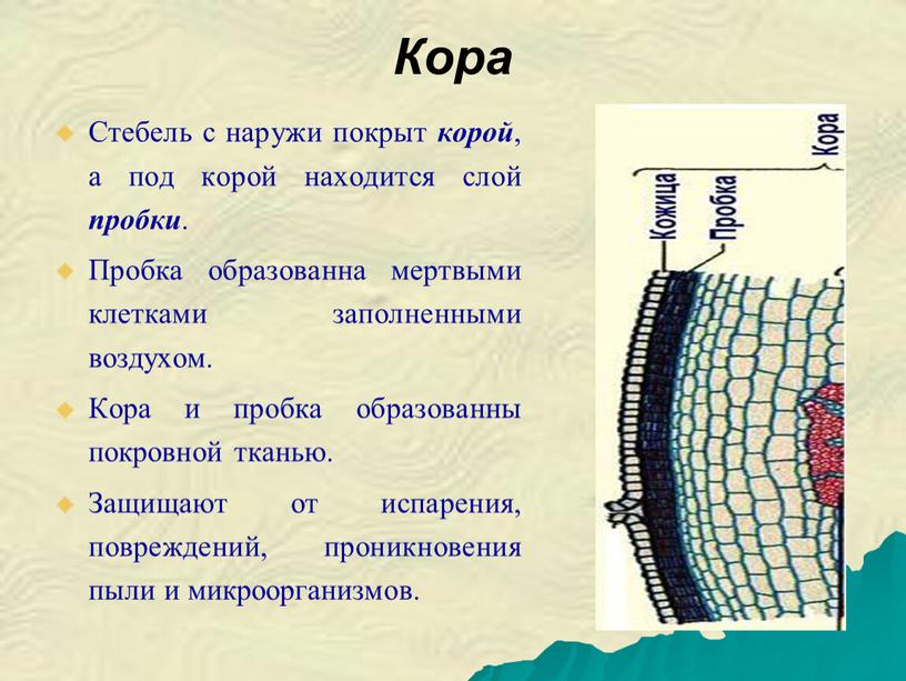 Кора Стебель с наружи покрыт корой , а под корой находится слой пробки