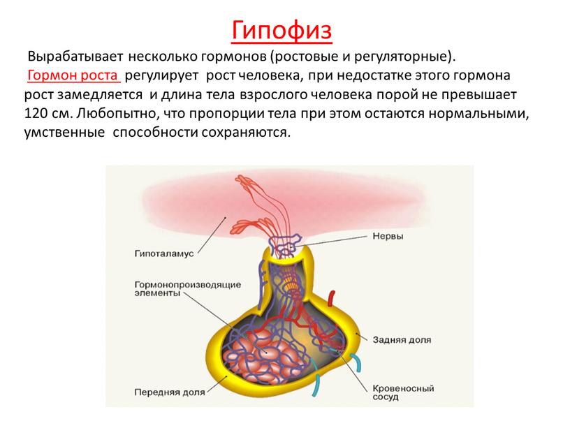 Гипофиз Вырабатывает несколько гормонов (ростовые и регуляторные)