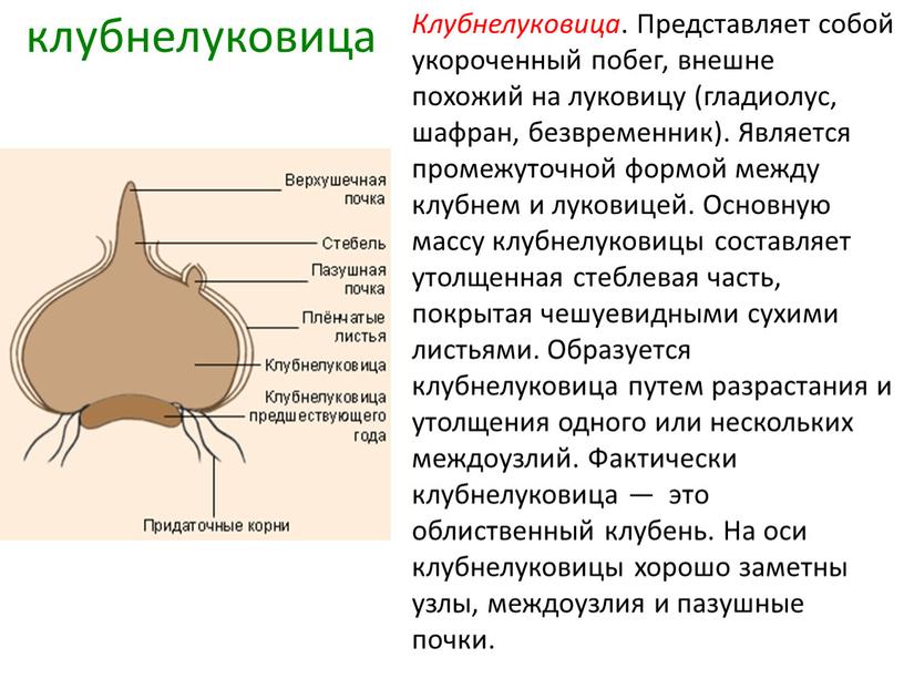 Клубнелуковица . Представляет собой укороченный побег, внешне похожий на луковицу (гладиолус, шафран, безвременник)